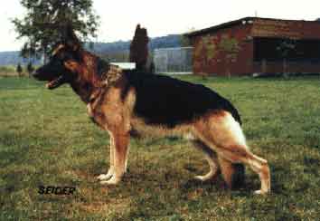 Irk von Arminius (1978) | German Shepherd Dog 