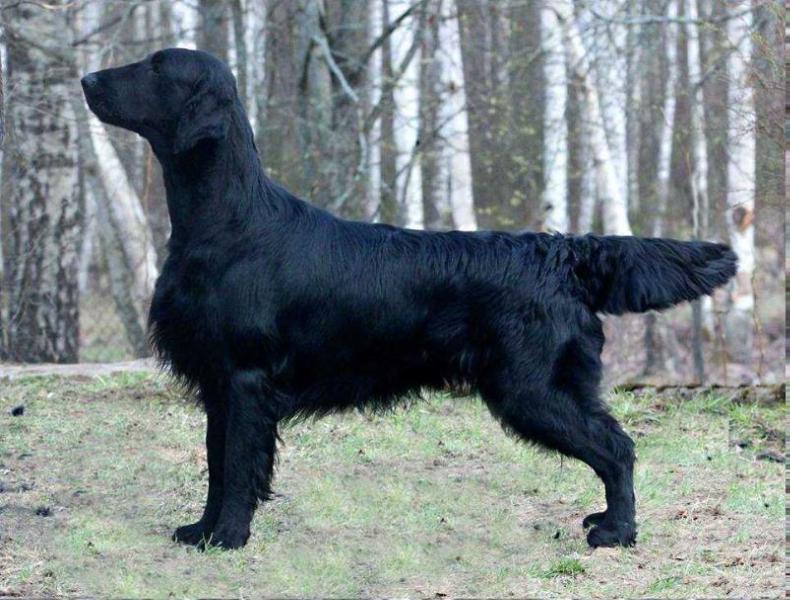 Caci's Lovely Prince Cake | Flat-Coated Retriever 