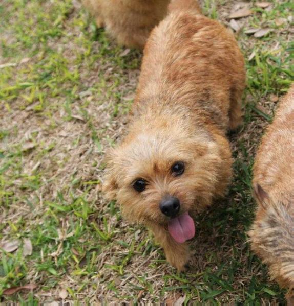 ITSY BITSY PISTOL PACKIN' MAMA | Norwich Terrier 