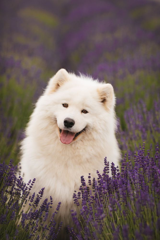 Matyella CLOWN KATIE | Samoyed 