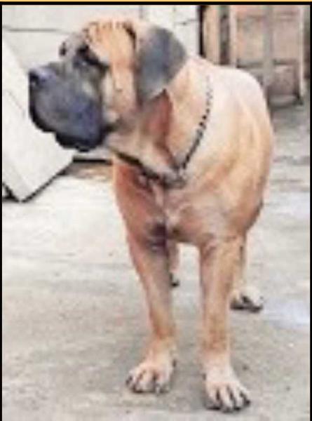 Ajartodar Pojuwonlo | African Boerboel 