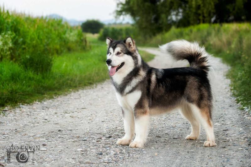 Susannah Joy Hosea Park | Alaskan Malamute 