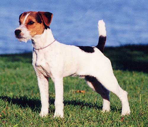 Conquest Burn | Jack Russell Terrier 