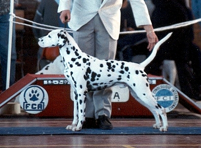 Zagreb Hollywood | Dalmatian 