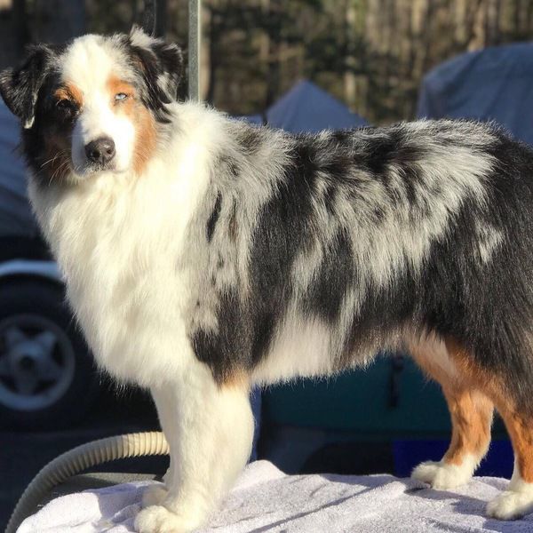 Dreamcatcher's Sendoa Of Zoriah | Australian Shepherd 