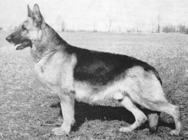 Greif vom Elfenhain | German Shepherd Dog 