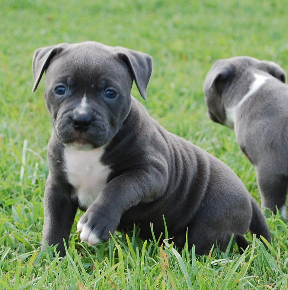 MSABs Blue Tequila@BFM's | American Bulldog 