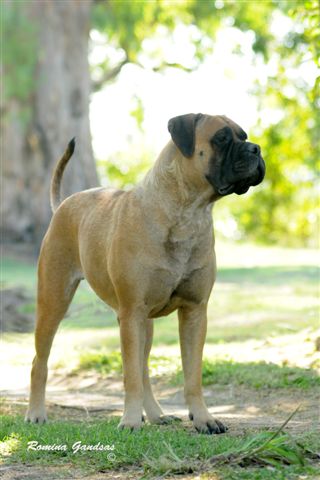 Candelaria Of Argos G&amp;C | Bullmastiff 