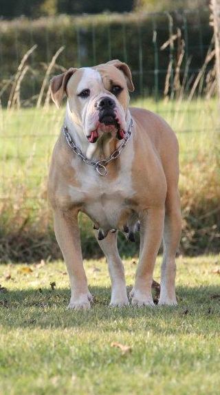 Brahma bulls chulada | American Bulldog 