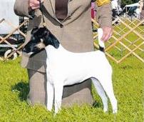 Hexham Magique | Smooth Fox Terrier 