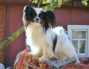Baden Baden Imedz ot Nadezhdy | Papillon 