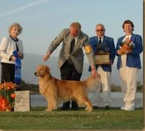 Dalane Razin Caine | Golden Retriever 