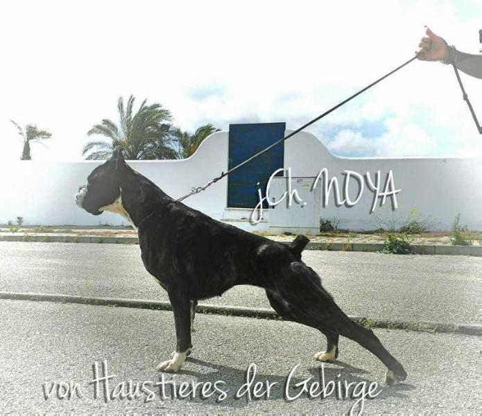 Noya von Haustieres der Gebirge | Boxer 