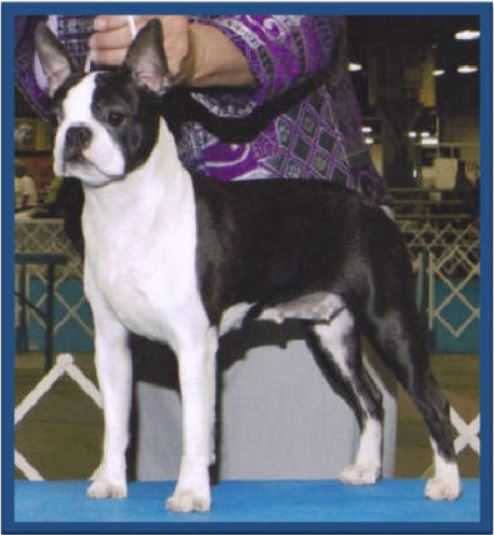 Sunwoods Lucy In The Sky With Cosmic Diamonds | Boston Terrier 