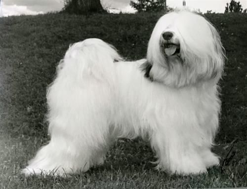 A-MAS NAMS CHEN-PO | Tibetan Terrier 