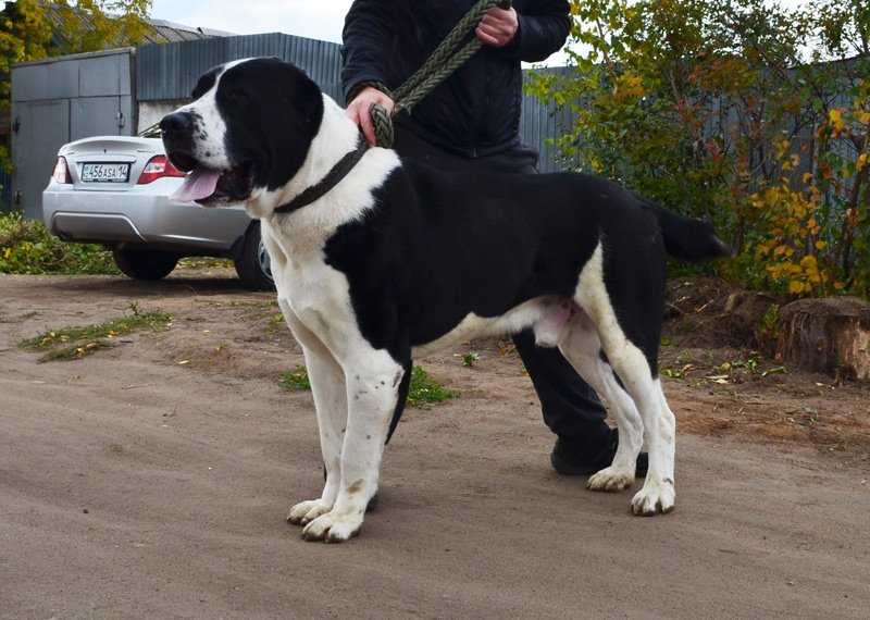 Khan Orda Goretz | Central Asian Shepherd Dog 