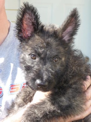 Ranchodutchie's Caramel Loki RH | Dutch Shepherd 