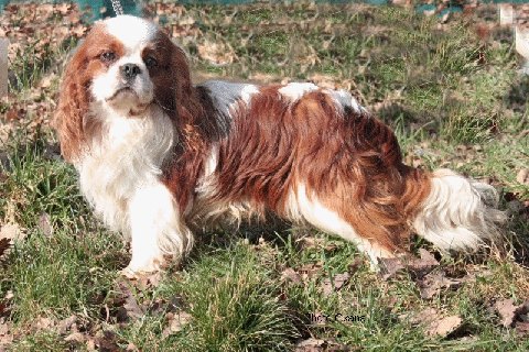 Carham Careless Whisper | Cavalier King Charles Spaniel 