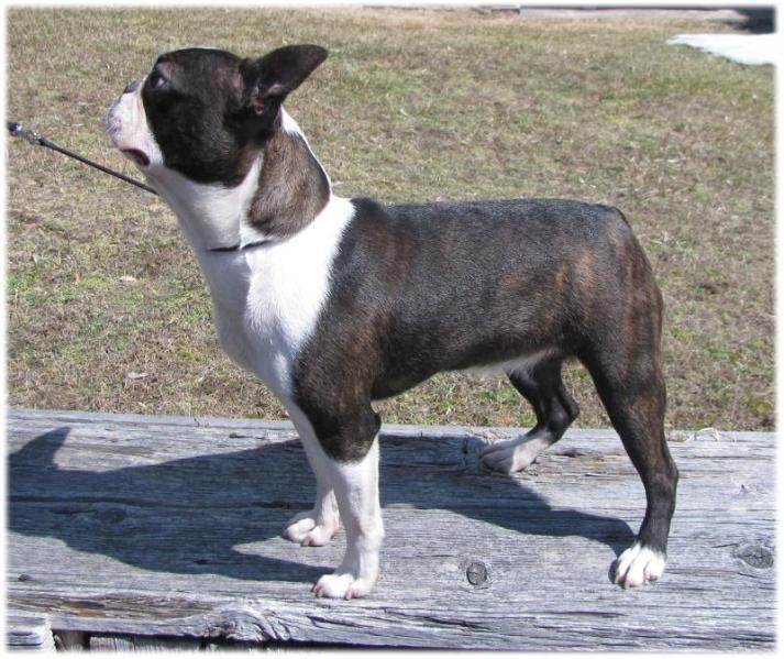 To-Sa's Selectabull Dream | Boston Terrier 