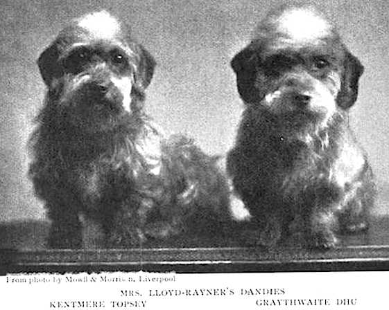 Graythwaite Dhu | Dandie Dinmont Terrier 