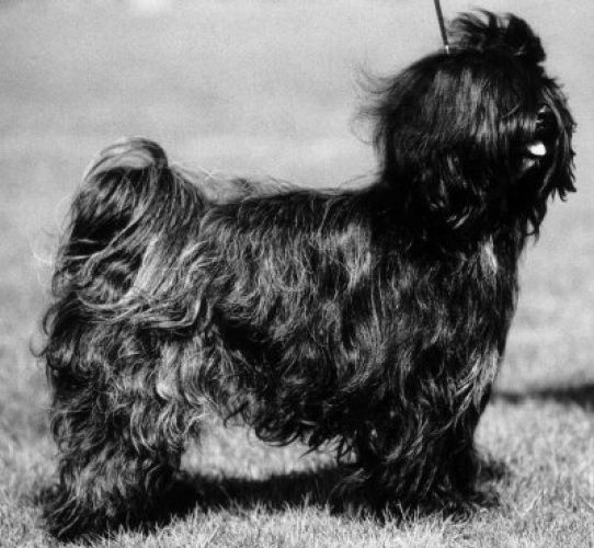 TENZING CHOMOLARI | Tibetan Terrier 