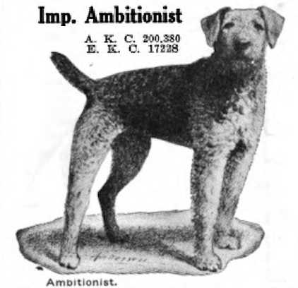 Ambitionist (1912) | Airedale Terrier 