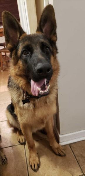 Ralph Shepherdslands | German Shepherd Dog 