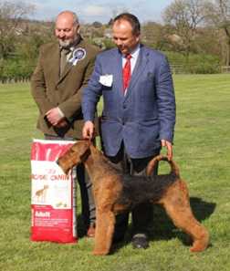 Saredon The Last Samurai | Airedale Terrier 