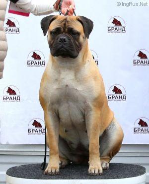 Nefertiti Planet Tiramisu | Bullmastiff 