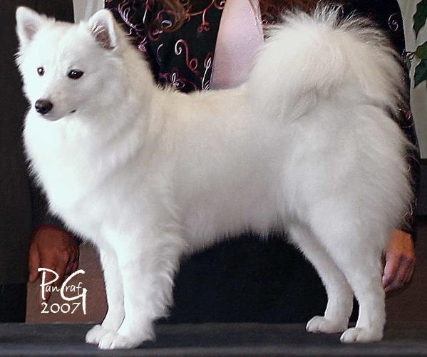 BeSota's Tanzanite | American Eskimo Dog 