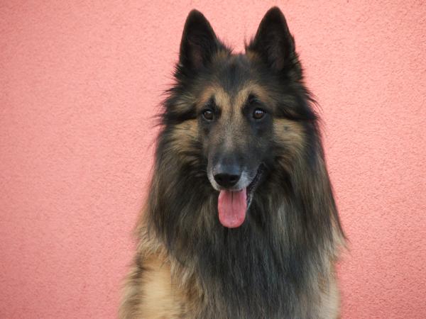 Hurkatöltési Ute | Belgian Tervuren 