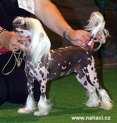 Oriental Jokes Spice Girl - DOM | Chinese Crested 