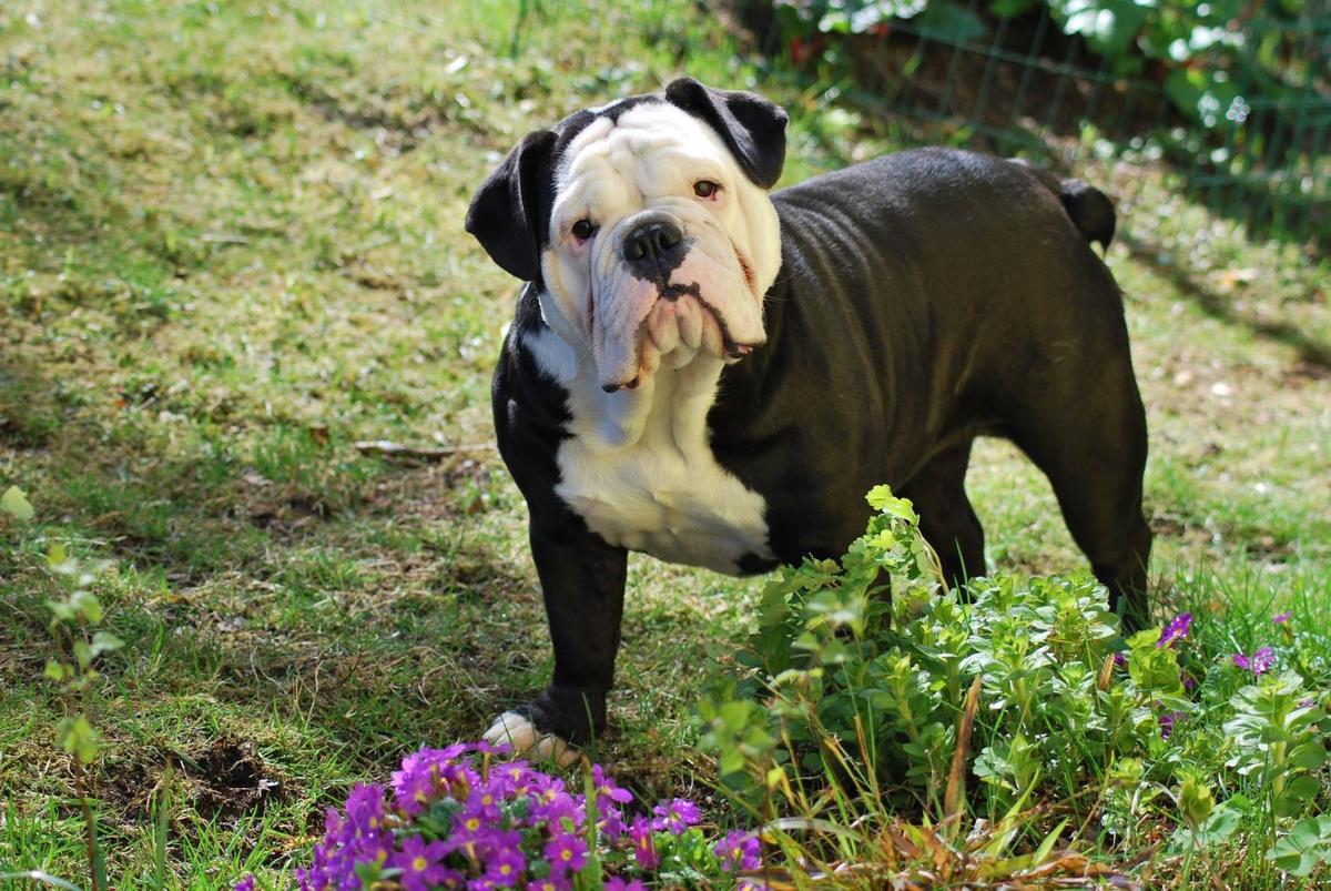 Rocketbulls Muffins | Olde English Bulldogge 