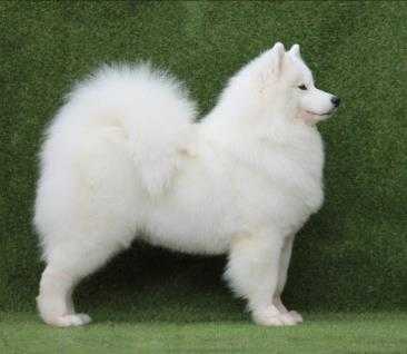 Iz Tumanov Avalona Laretta Embra | Samoyed 