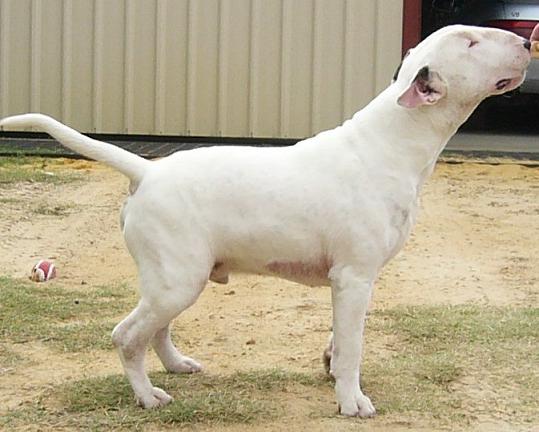 Westbul Charlie Boy | Bull Terrier 