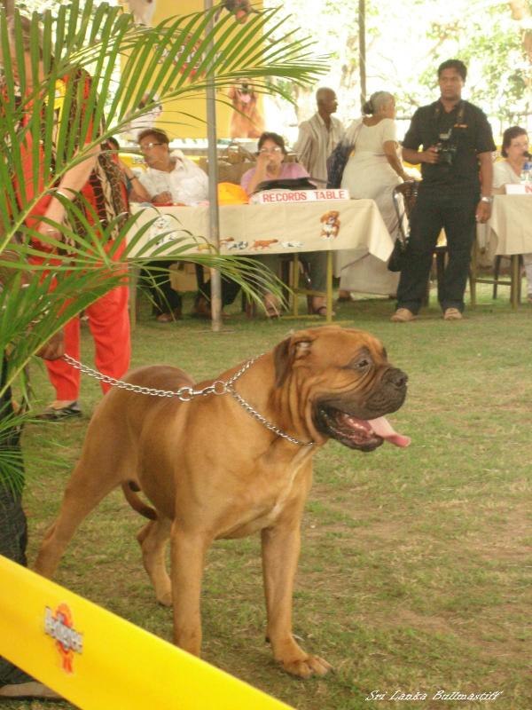 Guffala of Kotahena | Bullmastiff 