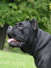 Zoe del Rosso Malpelo | Cane Corso 