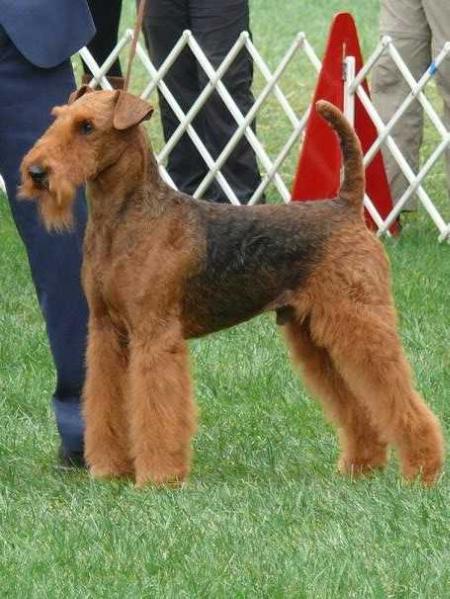 TIERRA VIVA ZAPATA | Airedale Terrier 