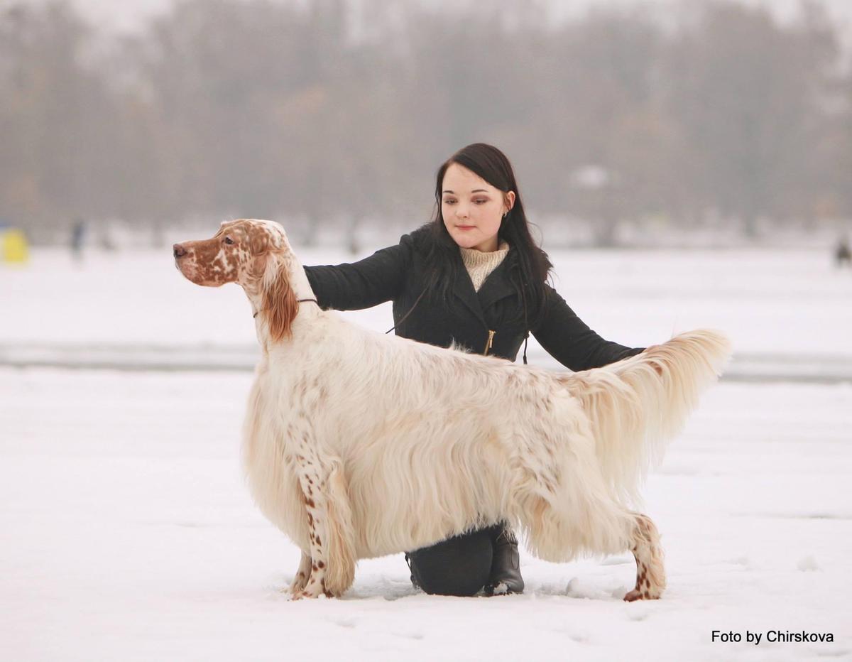 Tantsuyushii Veter Ferrari | English Setter 