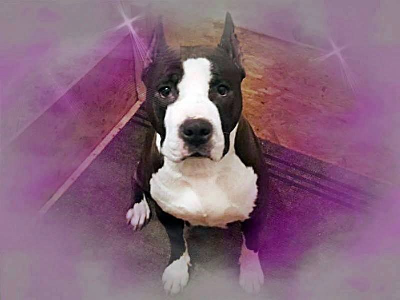 Donna straordinaria NRF | American Staffordshire Terrier 