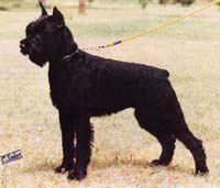 Zarza de Pichera | Giant Schnauzer 