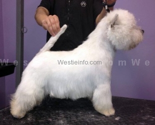 Alborada Ideal | West Highland White Terrier 