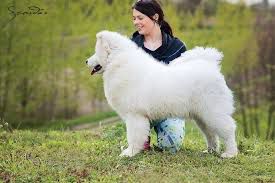 ALVARO Wlochaty Swiat | Samoyed 