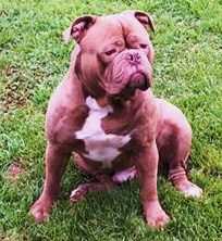 CrazyCreek's/BuffaloCreek's Duke at 10 Month's. | Olde English Bulldogge 