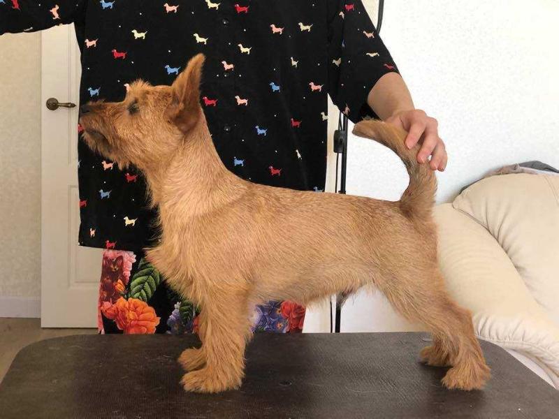 Roland iz Zvezdnogo Grafstva | Australian Terrier 