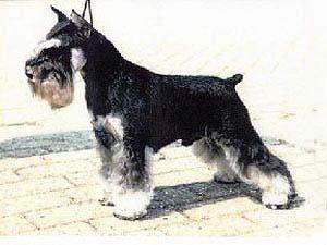 Rampage¿s Rare Commodity | Miniature Schnauzer 