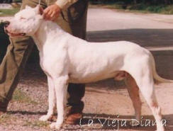 Mendieta De La Vieja Diana | Argentine Dogo 