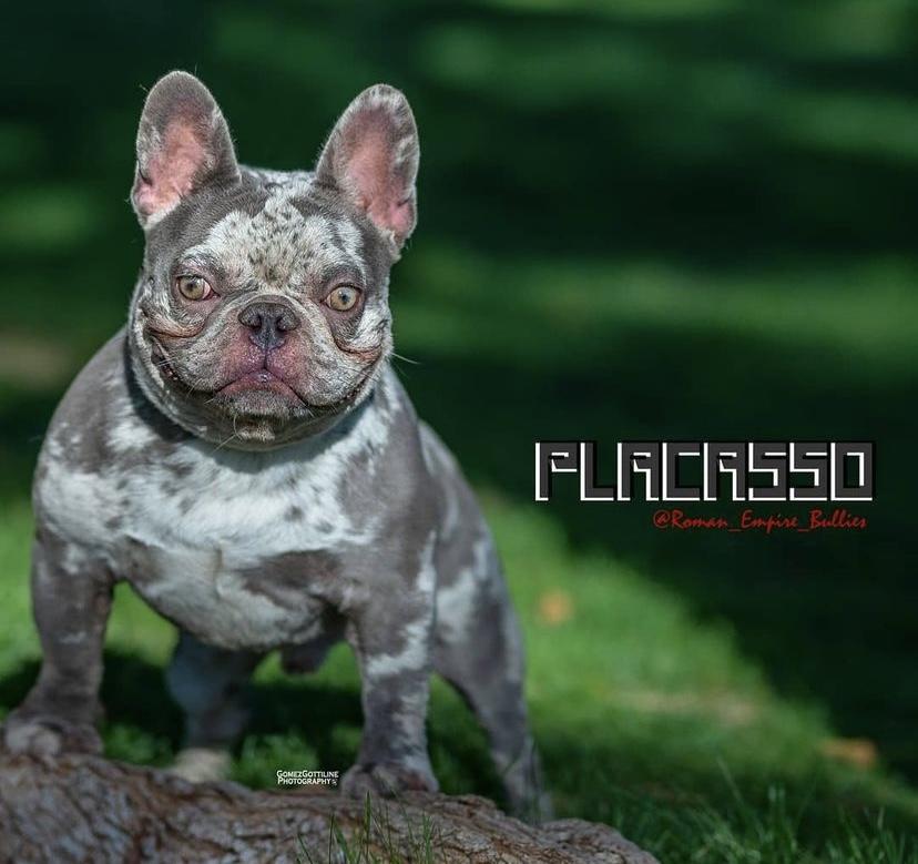 Roman Empire Bullies Placasso | French Bulldog 