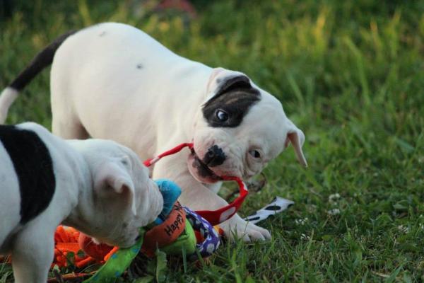 O'Ryan's Luna Bright As A Diamond | American Bulldog 