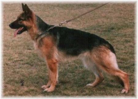 Uza von der Kahler Heide | German Shepherd Dog 